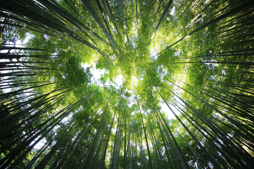 Déforestation et café : comprendre l'impact et les solutions durables