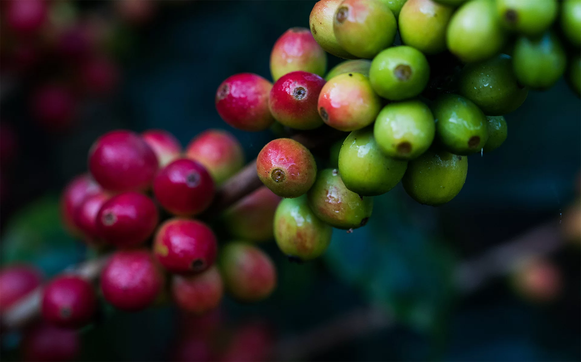 Le Blend signature